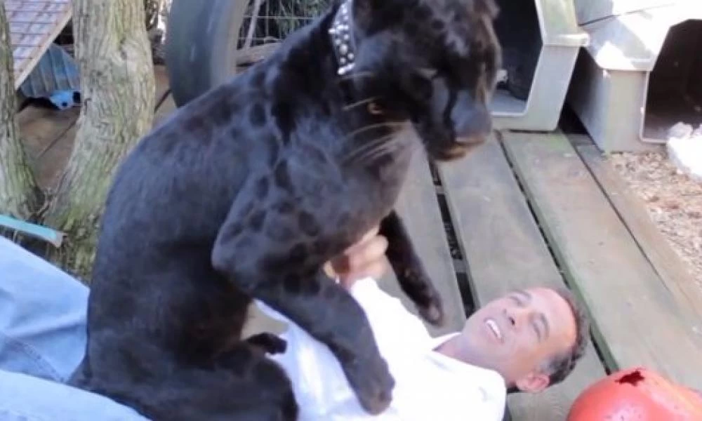 Πλήρωσε 150 δολάρια για να ζήσει την «απόλυτη επαφή» με λεοπάρδαλη